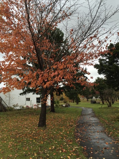 ブログ北海道紅葉.jpgのサムネイル画像